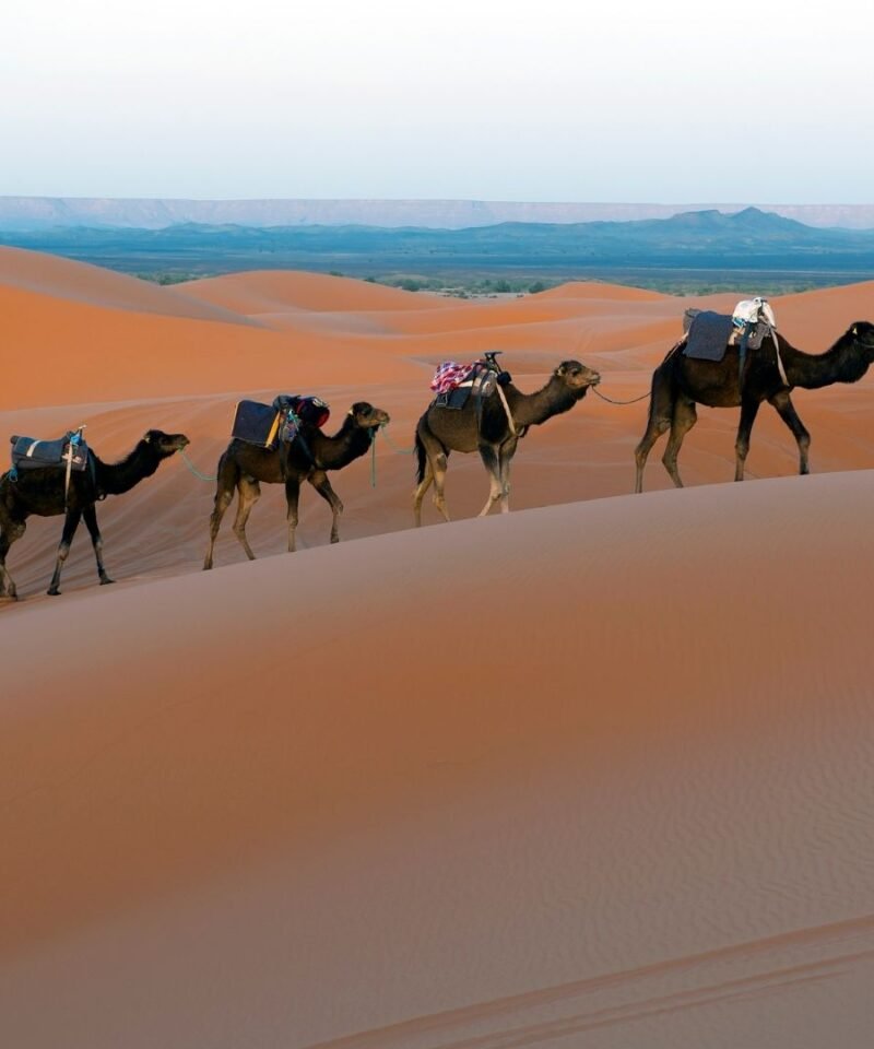 Carovana di dromedari sulle dune di Erg Chebbi